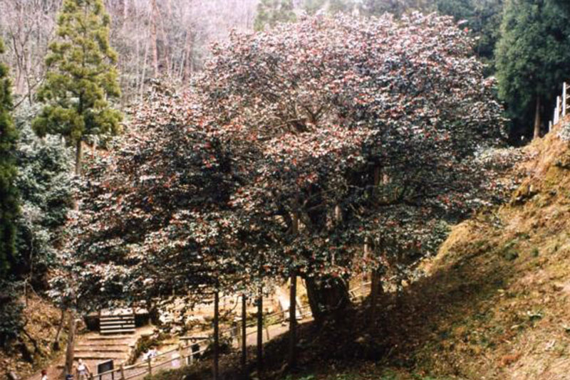 滝の千年椿公園