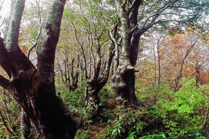 内山山系ブナ林